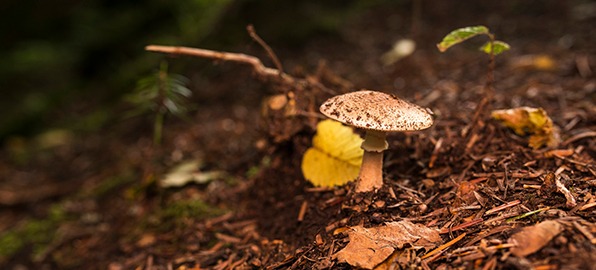 Ocho consejos para buscar setas